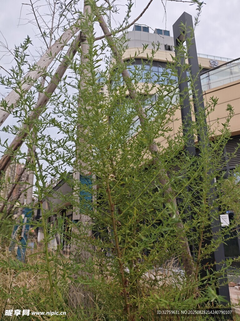 废弃建筑旁的繁茂绿植