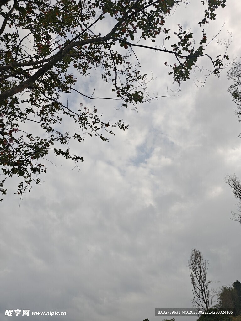 阴天树枝景象