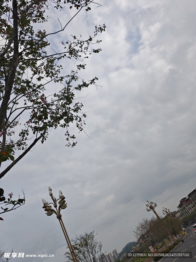 阴天时的街道与树木景象