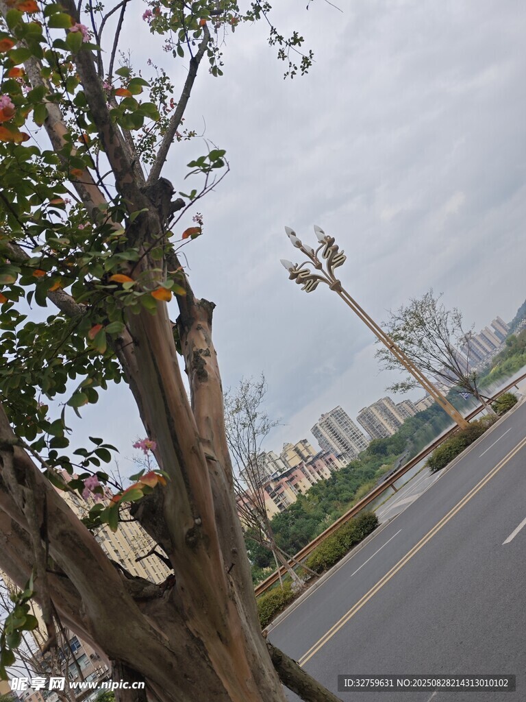 路边枯树与远处景观