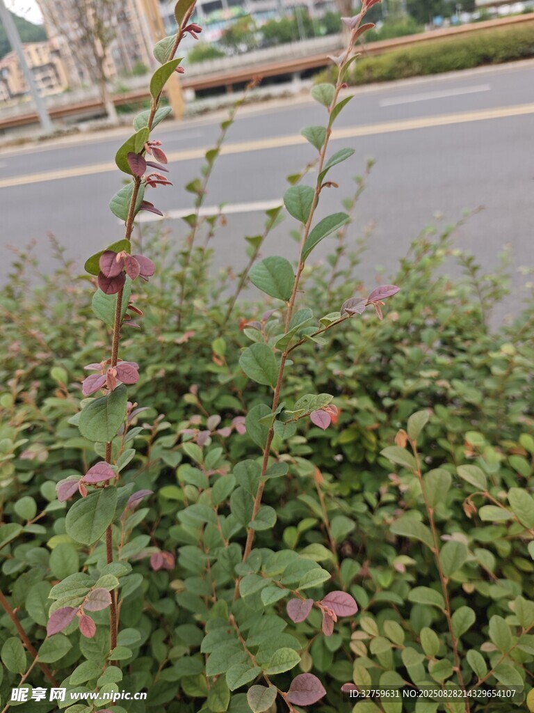 路边绿植特写