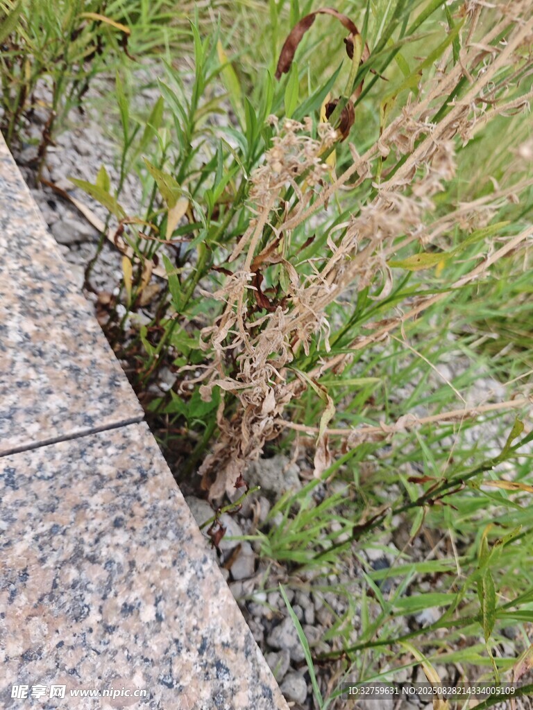石缝间生长的蓬勃野草