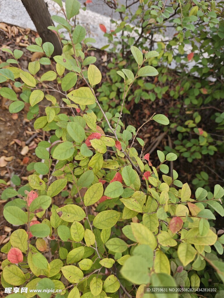 绿叶间的多彩植物景观