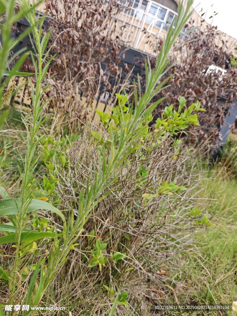 户外繁茂杂草景象