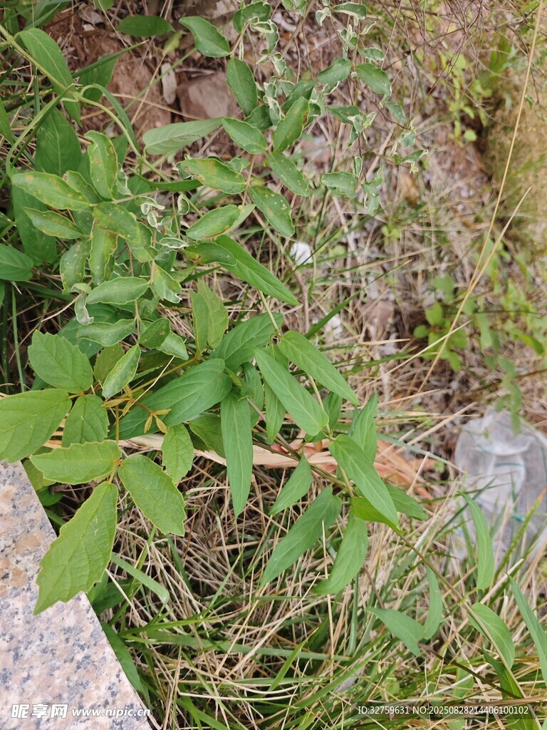 草丛中的绿色植物与水瓶