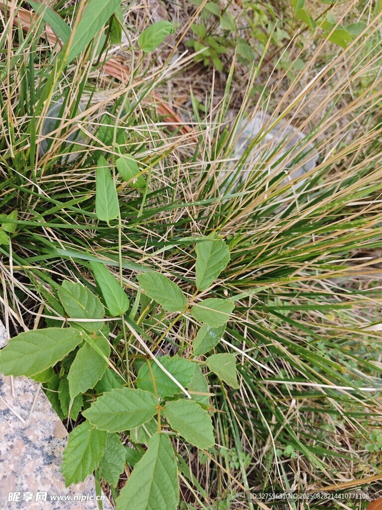 草丛中的嫩绿植物