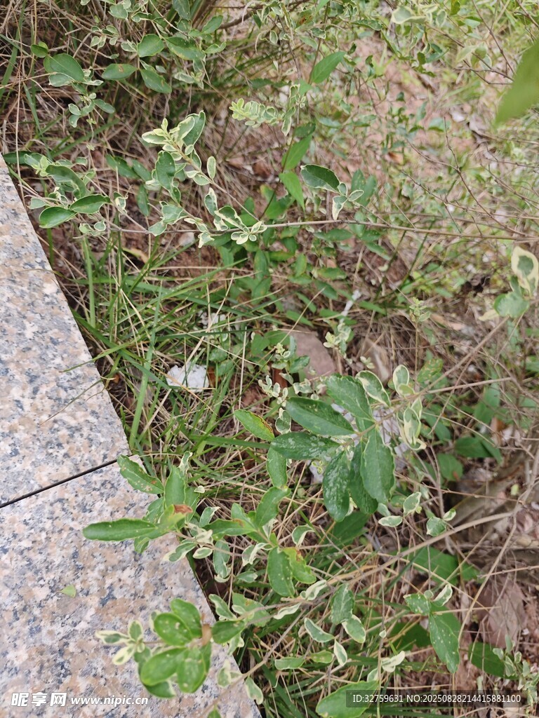 路边生长的绿色杂草