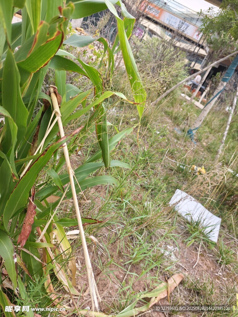 户外玉米种植场景