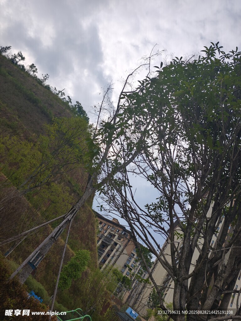 山间树木与云雾景观