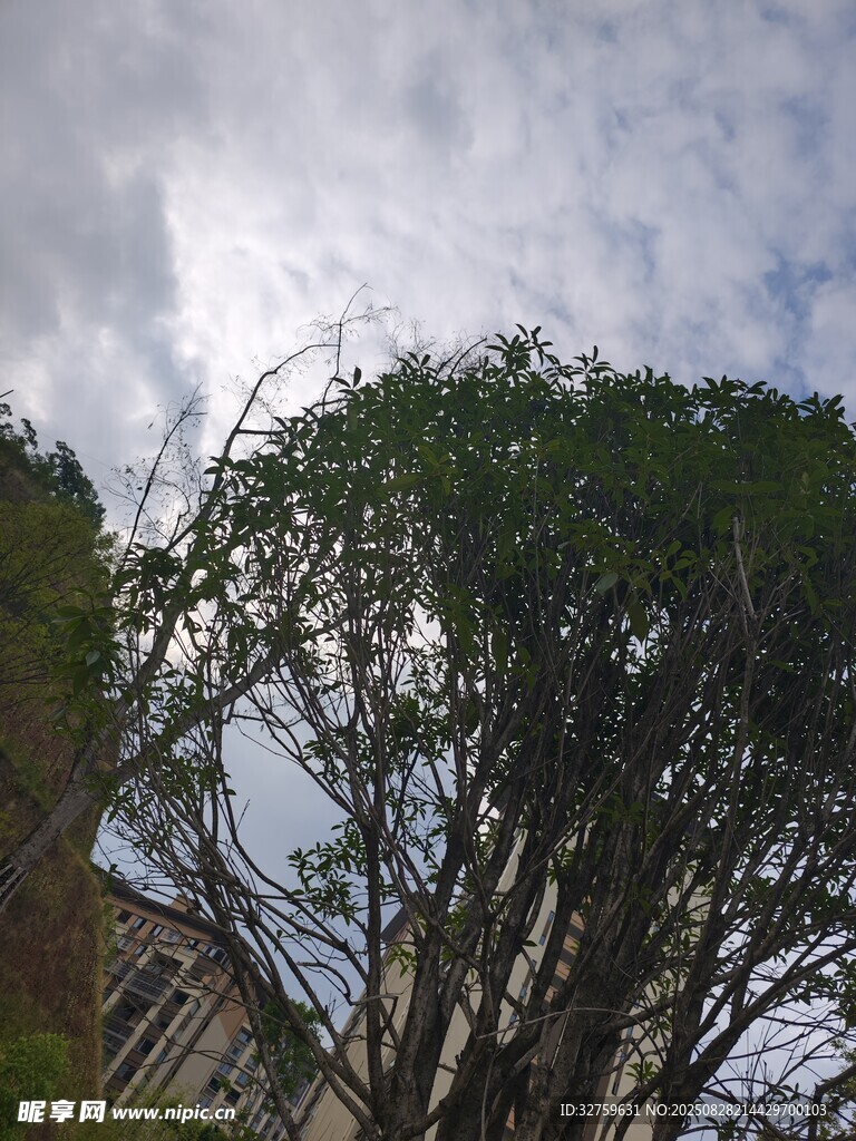 天空下的繁茂树木