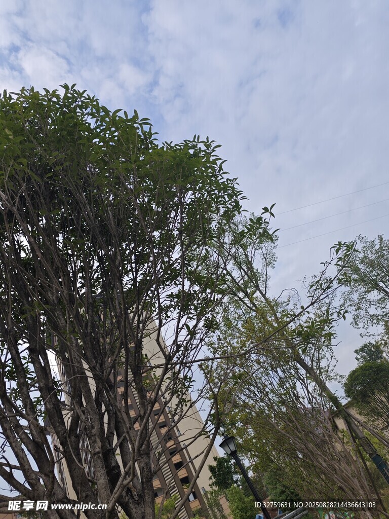 繁茂树木与蓝天白云景象