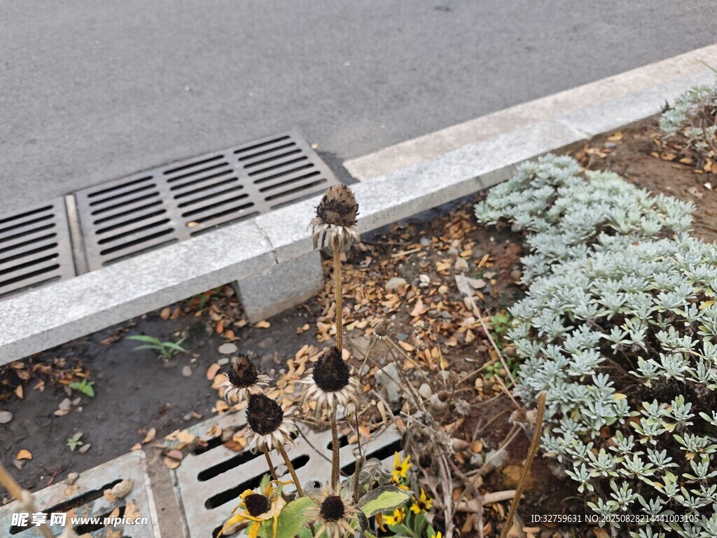 路边绿植旁的排水设施