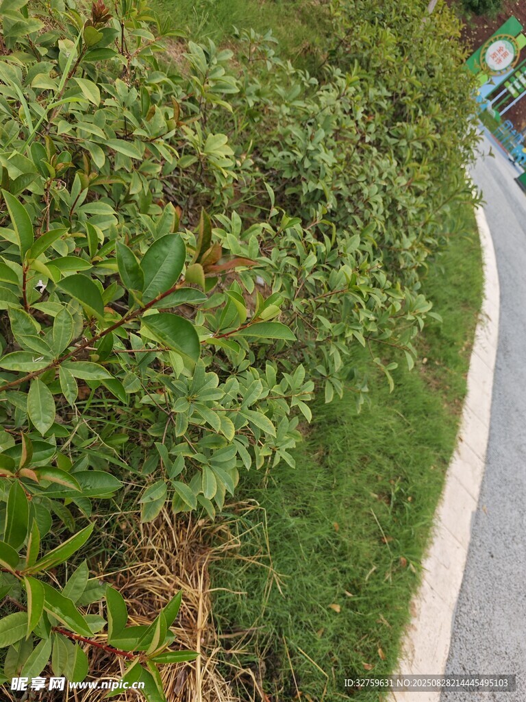路边绿植景观