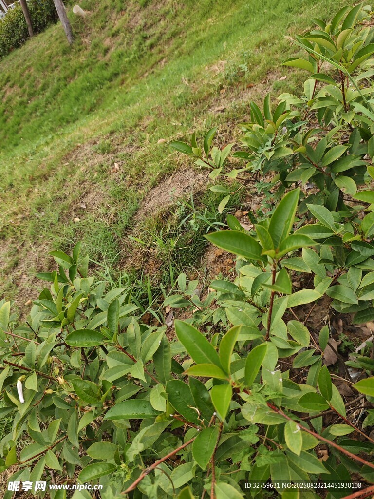 山坡上的绿色植物