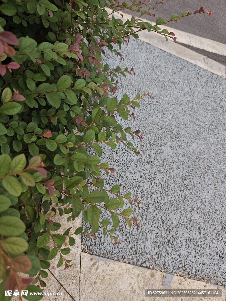 碎石小径旁的翠绿植物