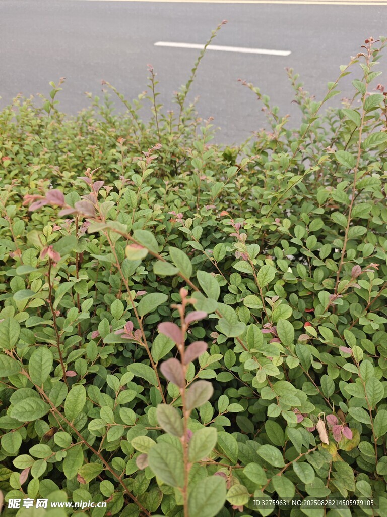 路边繁茂的绿色植物