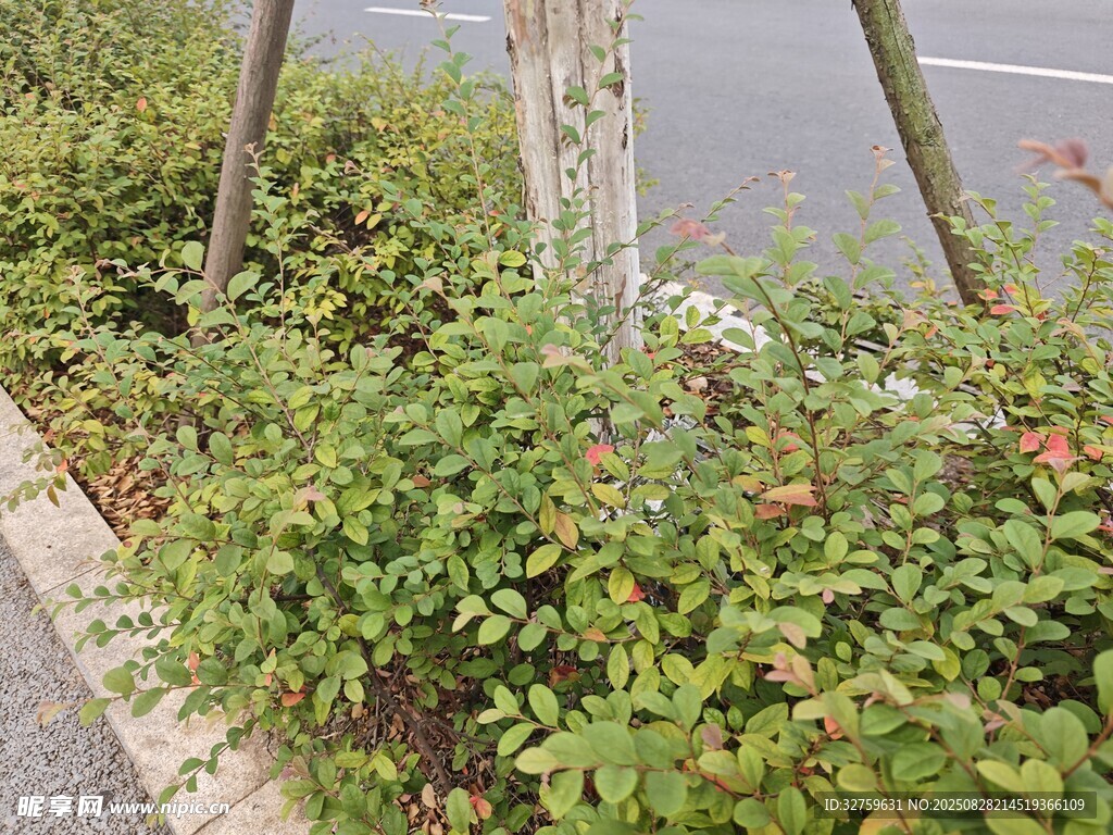 路边绿植景观