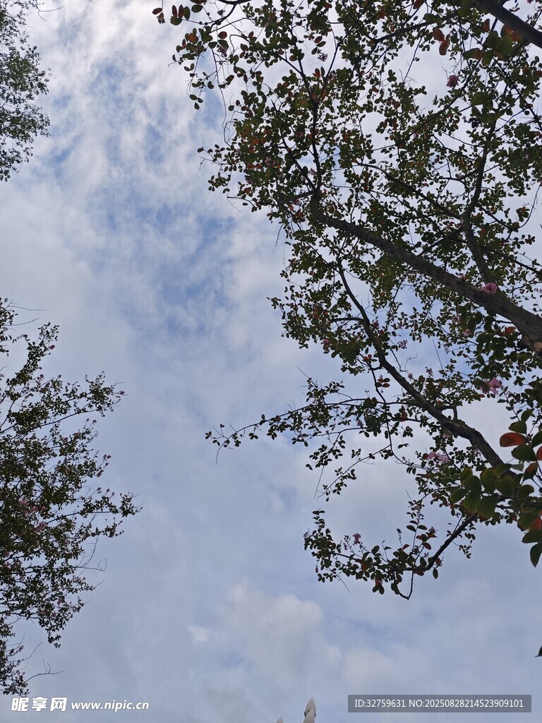 仰望天空中的枝叶与云朵