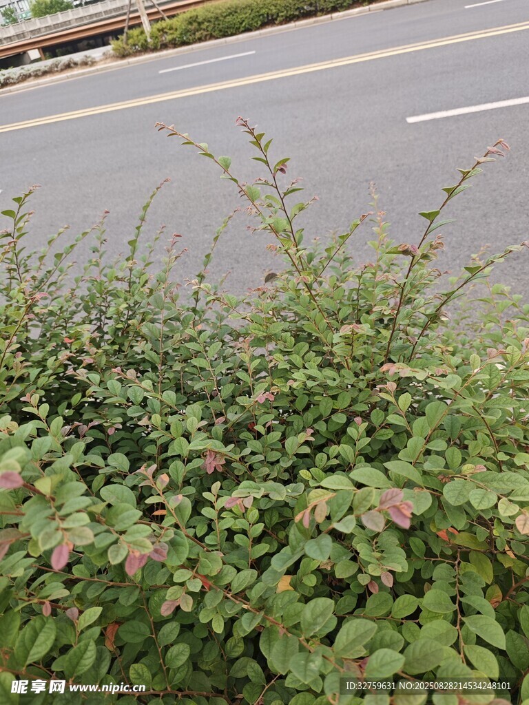 路边繁茂绿植