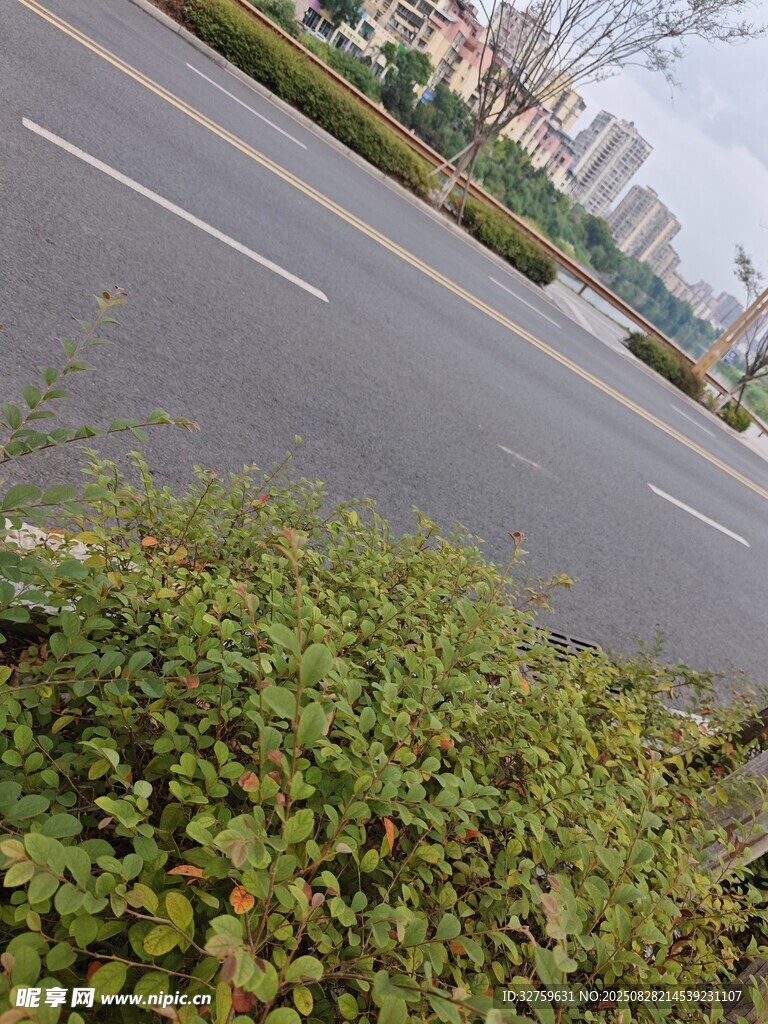 路边绿植与远处道路景象