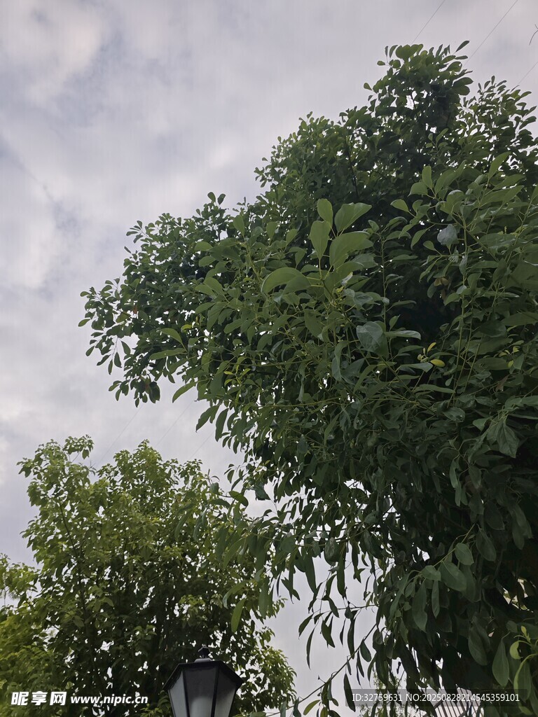 绿树映天 