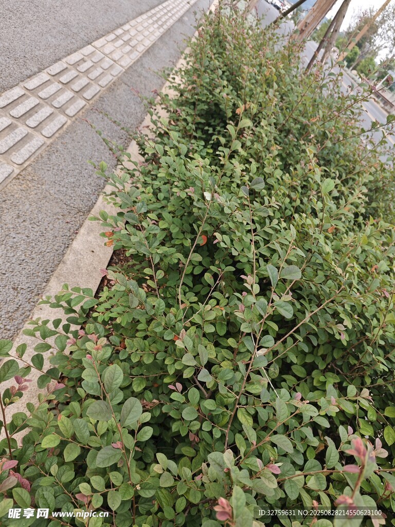 路边翠绿灌木丛