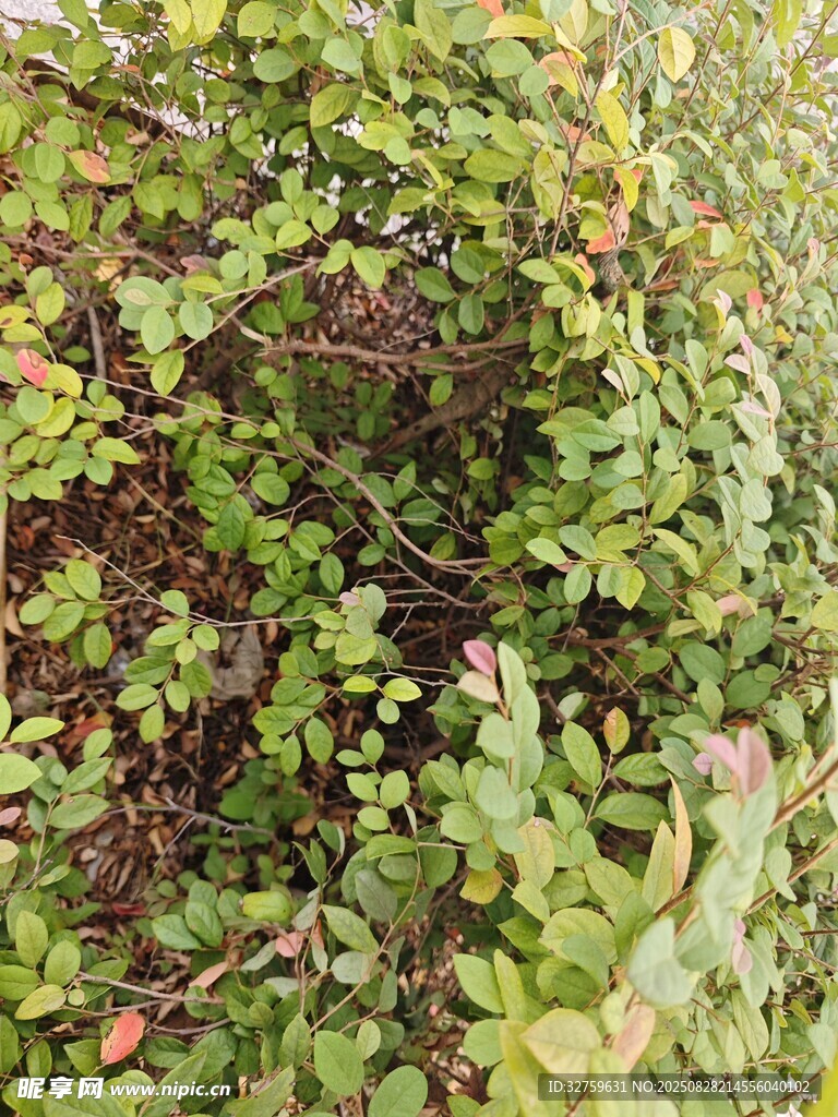 绿叶繁茂的植物景观