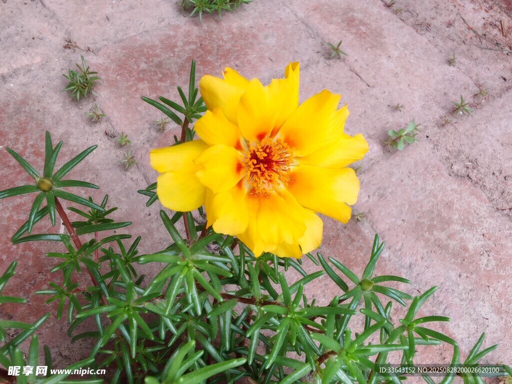 娇艳黄色花朵绽放于地