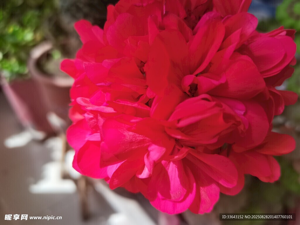 艳丽红天竺葵特写