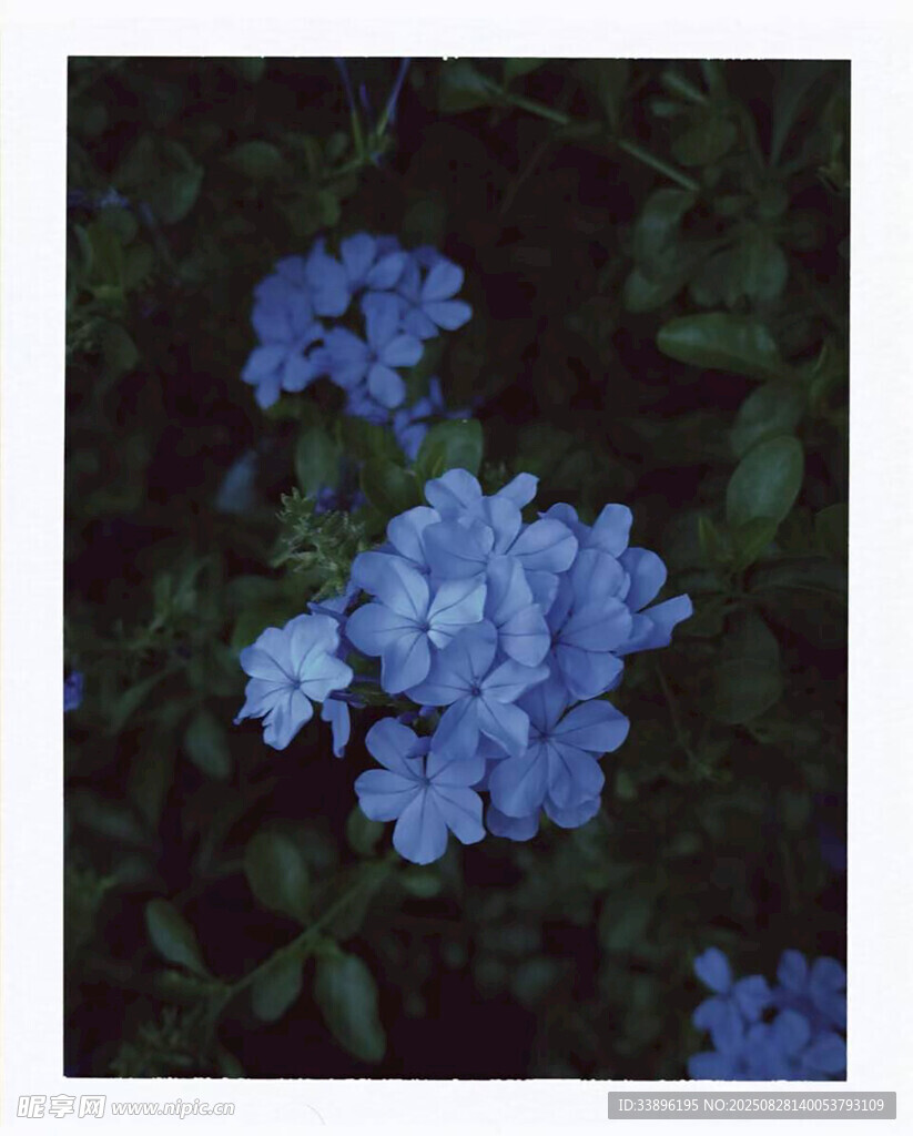 蓝色小花绽放于绿叶间