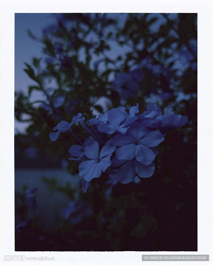 蓝紫色绣球花特写