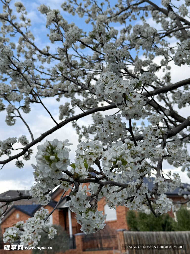 花