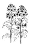 转转花线稿