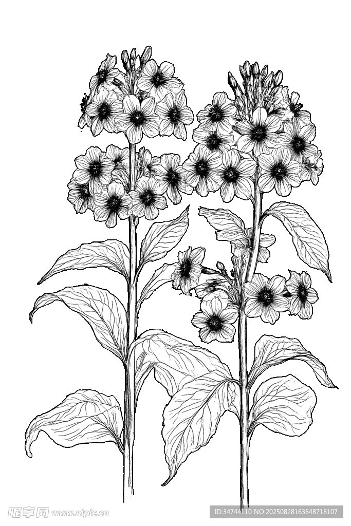 转转花线稿
