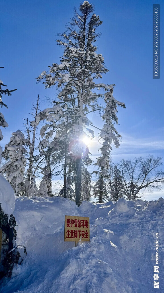 冬日雪景中的树木与标志牌
