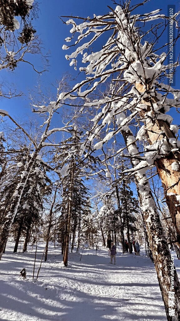 冬日雪覆松林美景