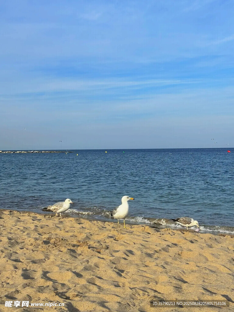 海边沙滩上的几只海鸥