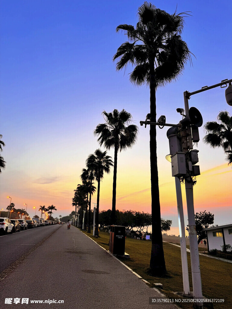 夕阳下的棕榈树海滨道路