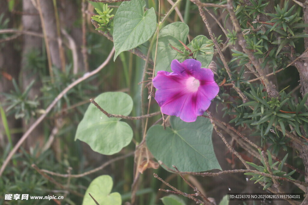 牵牛花