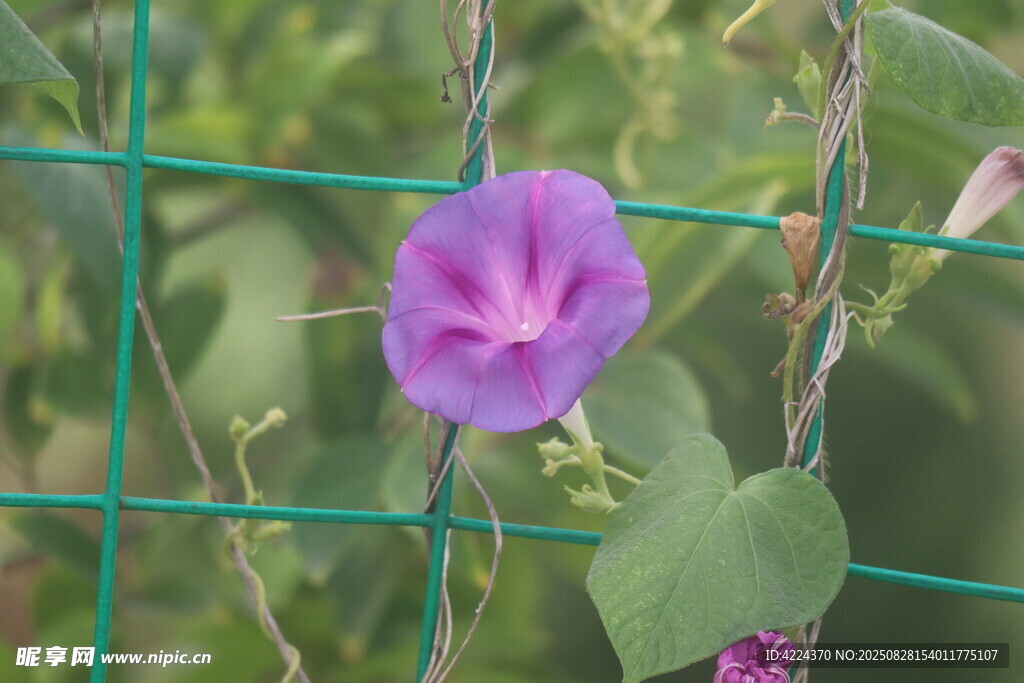 牵牛花