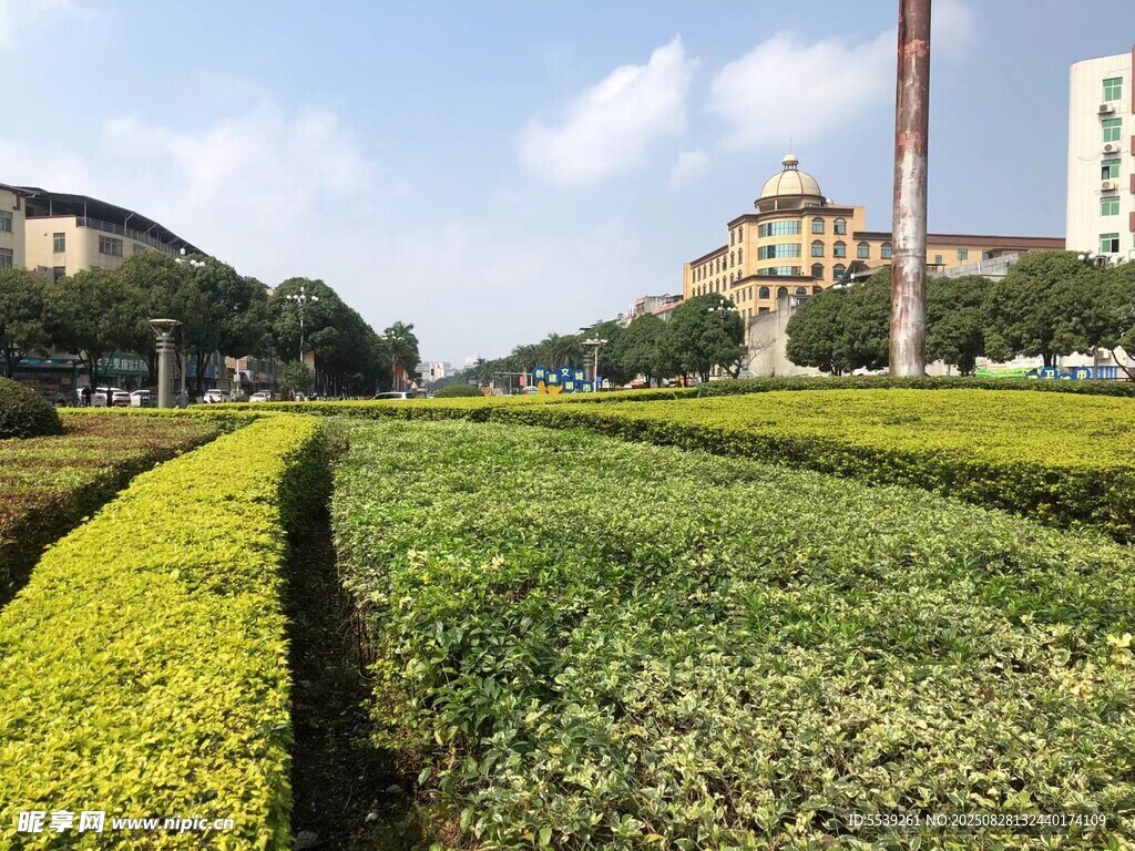 城市中整齐的绿植景观