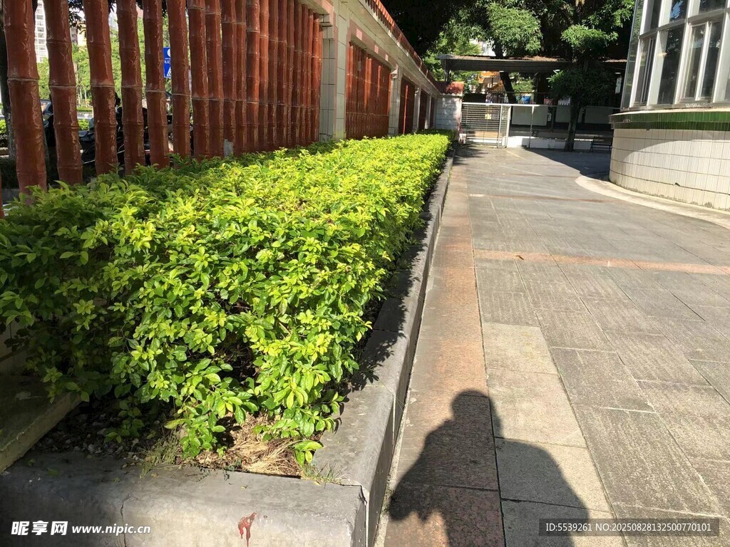 人行道旁的绿植与影子