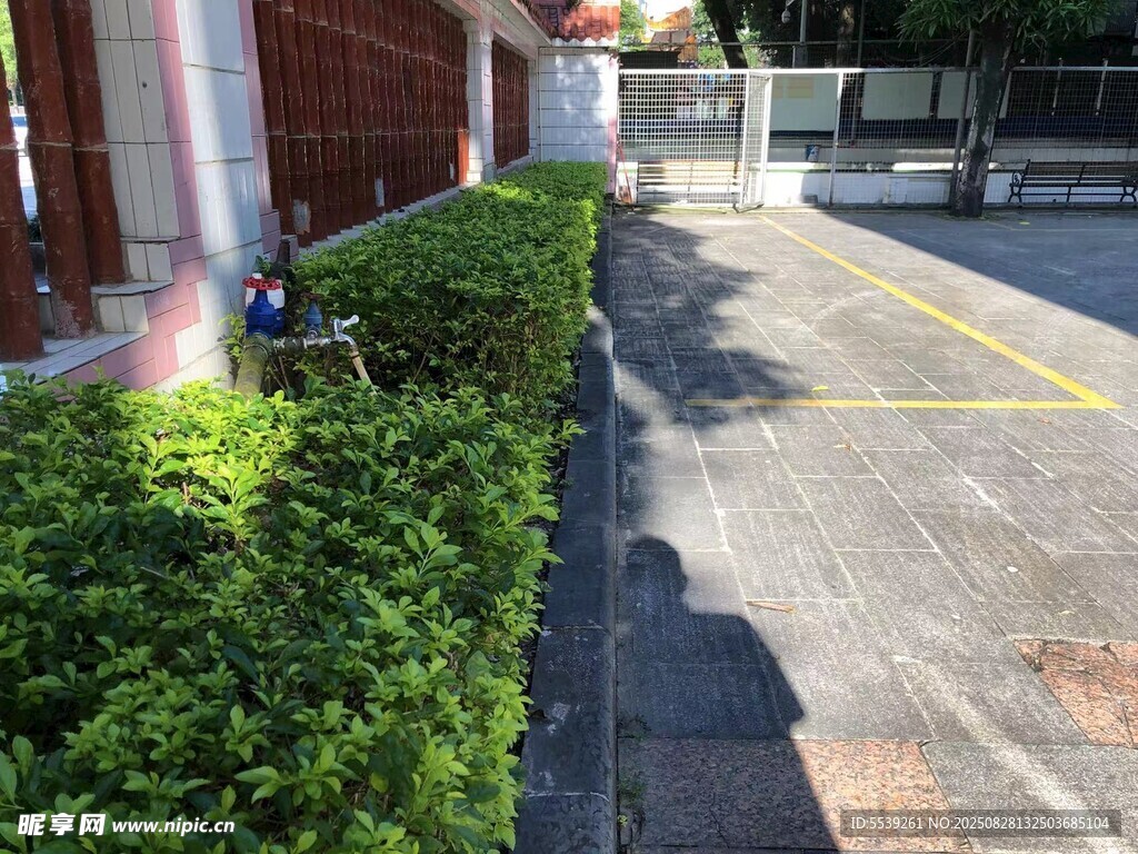 街道旁整齐的绿色灌木丛