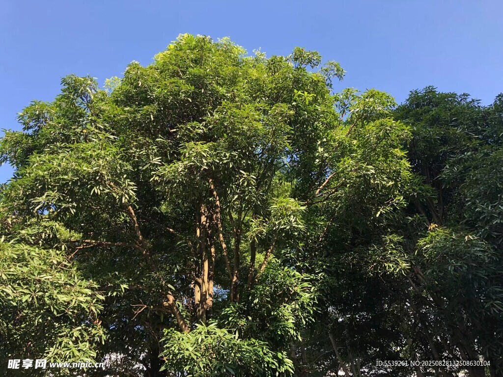 茂密绿树映衬蓝天