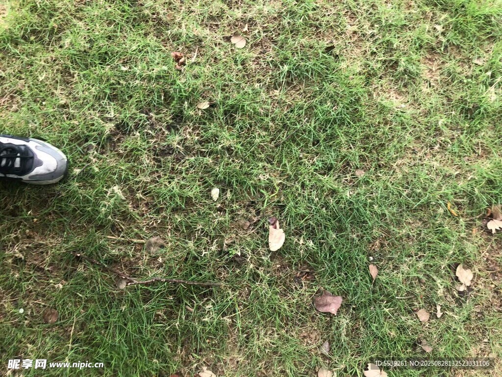 草地上的鞋子与落叶
