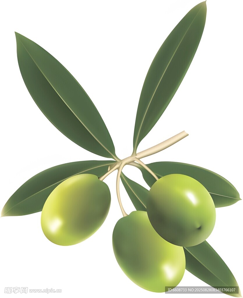 鲜绿橄榄枝上果实饱满