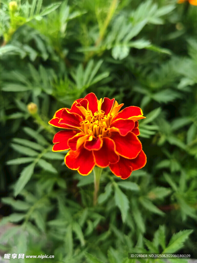 鲜艳红万寿菊绽放绿叶间