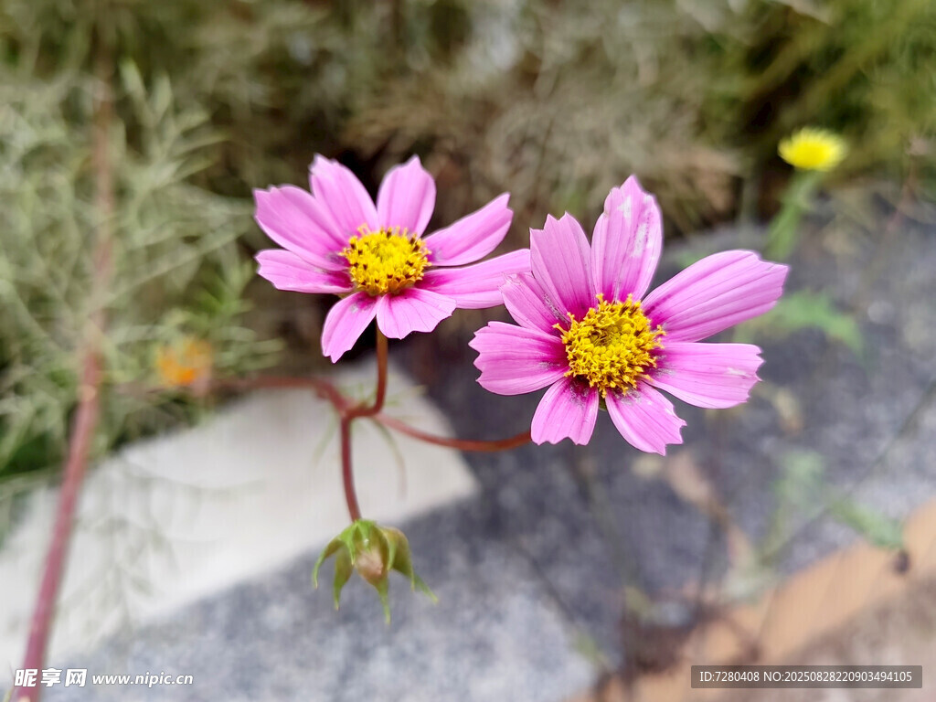 两朵娇艳的粉色小花