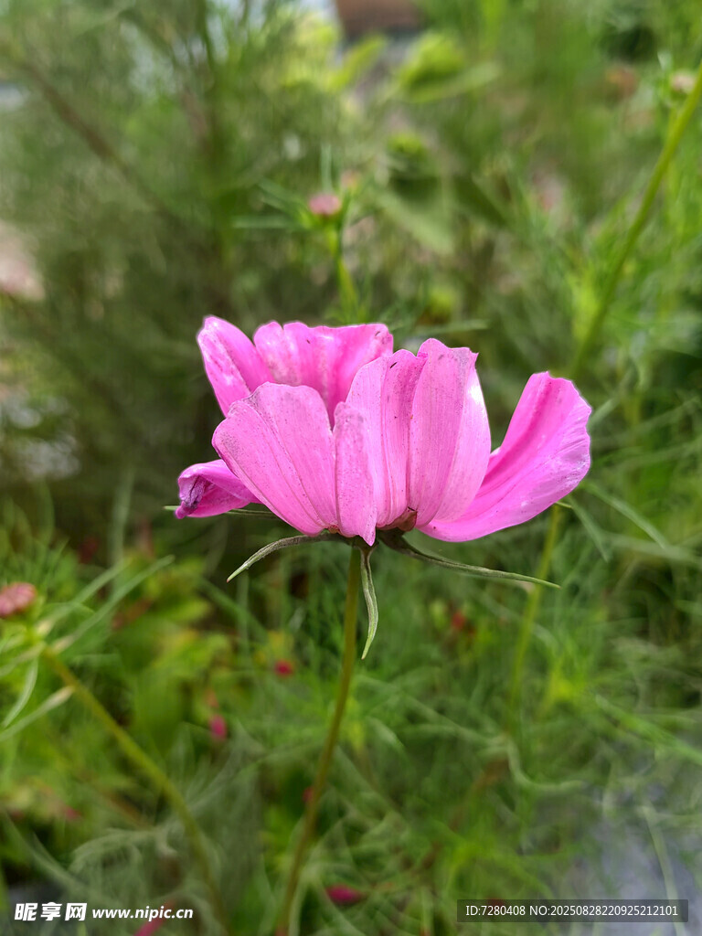 娇艳粉色花朵绽放于草丛