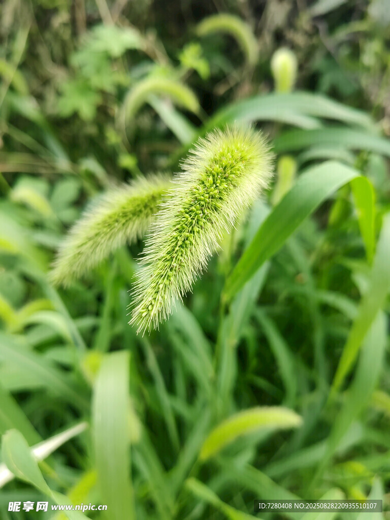 绿色狗尾草特写
